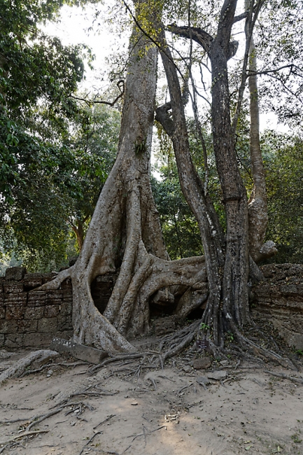 Ta Phrom et environs-052